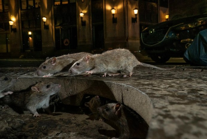 Серая крыса (Пасюк) - Rattus norvegicus.