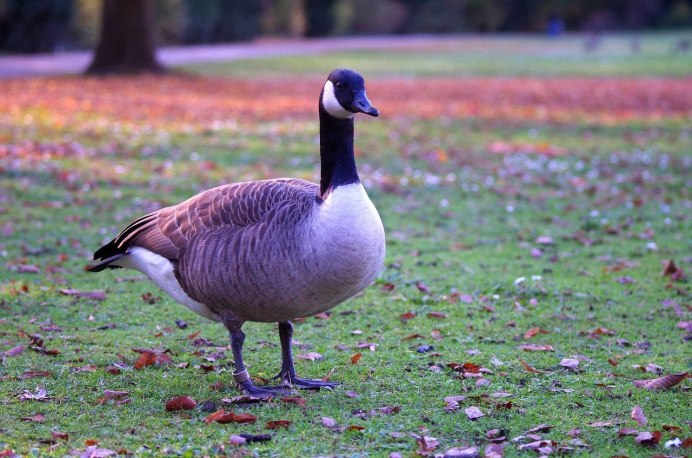 Красный Гусь