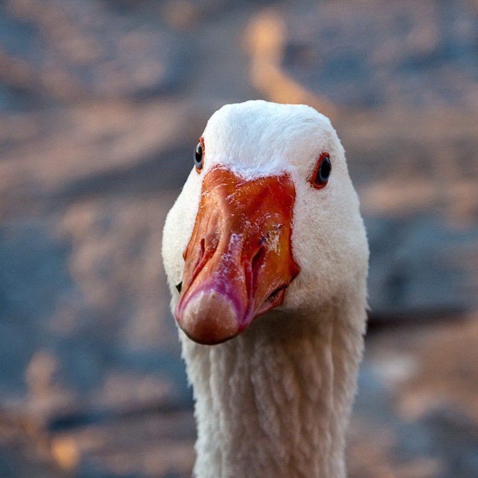 Фламинго и лебедь