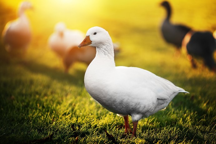 Фотография гуси Vogue