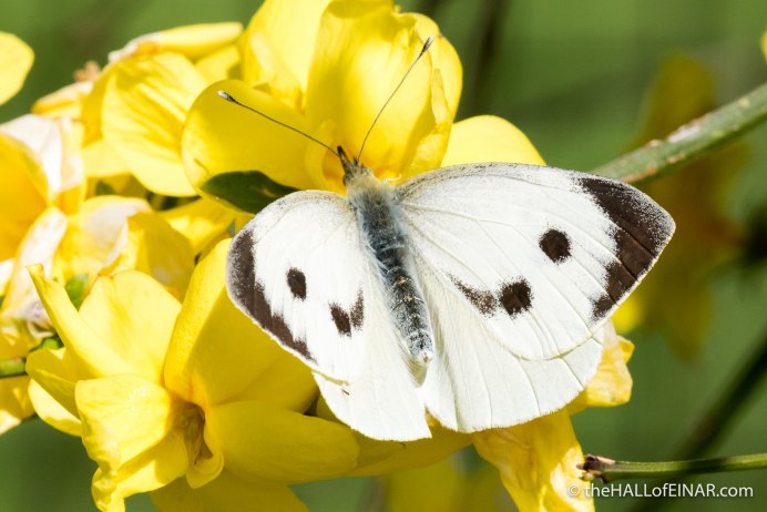 Бабочка-Белянка Pieris