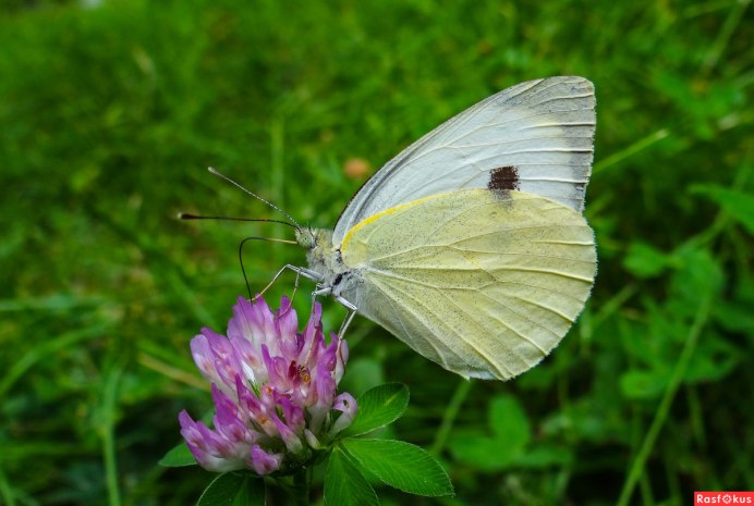 Pieris brassicae - капустница