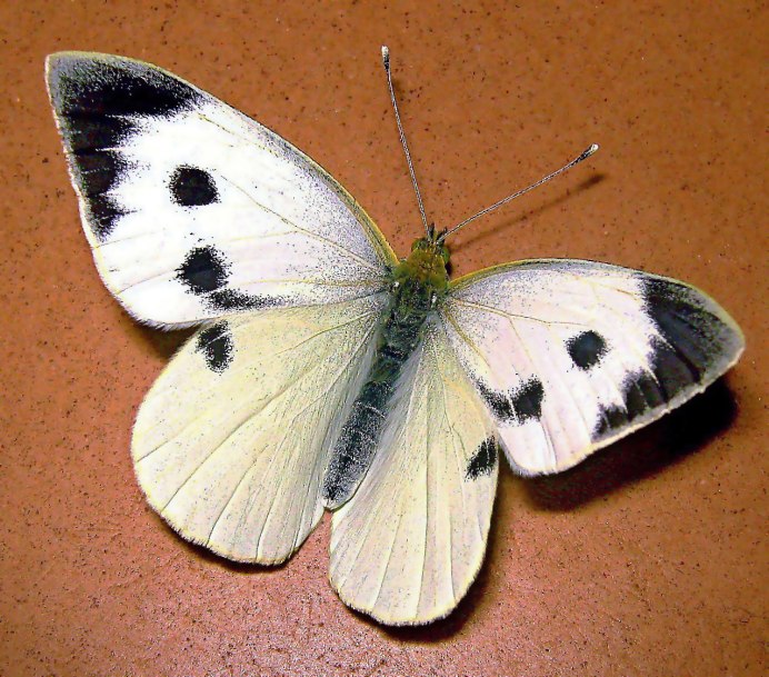 Pieris brassicae Linnaeus, 1758