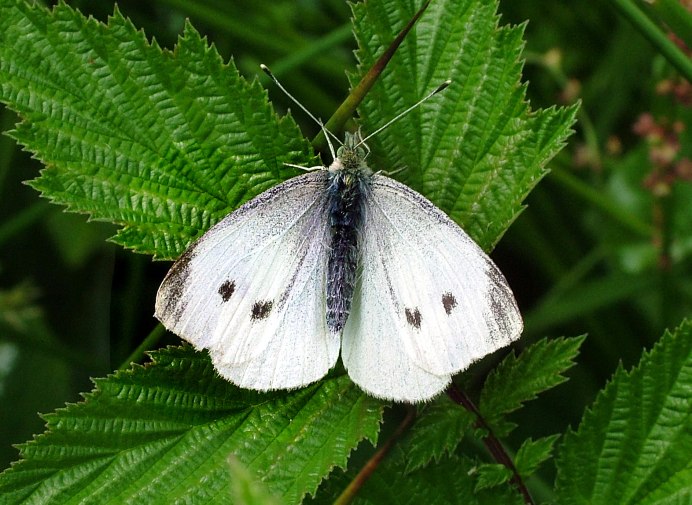 Pieris brassicae Linnaeus, 1758