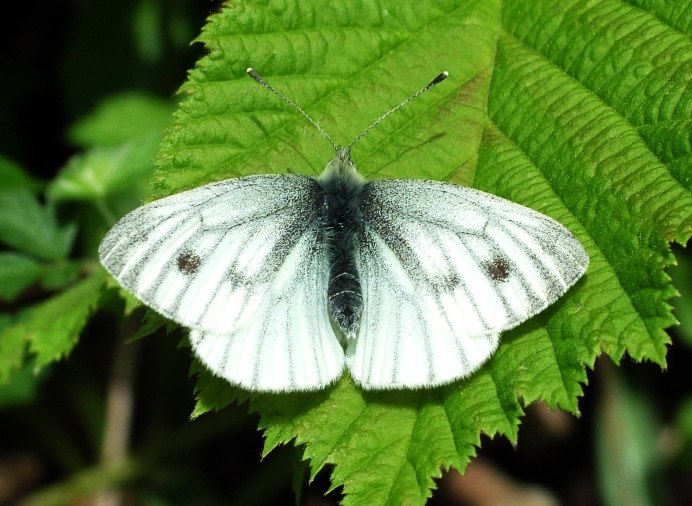 Pieridae бабочка