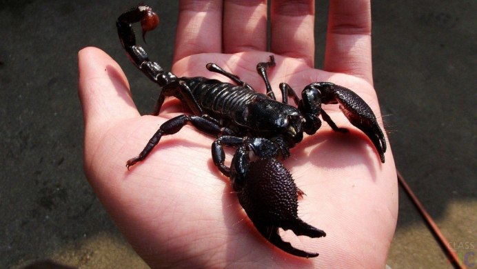 Черный Королевский Скорпион