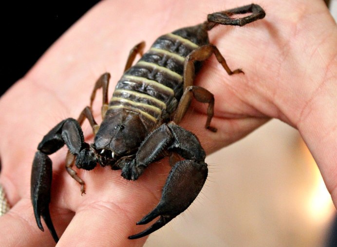 Heterometrus cyaneus