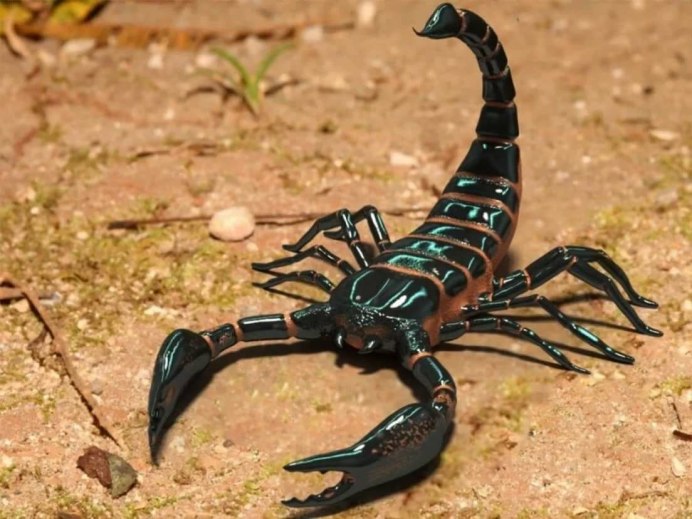Heterometrus cyaneus