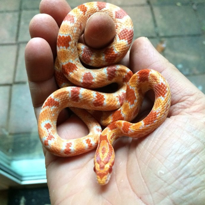 Маисовый полоз Albino
