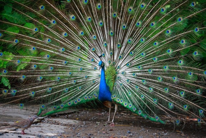 Павлин (Pavo cristatus)