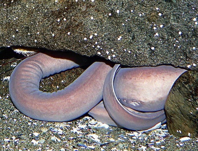 Миксиновые морские животные
