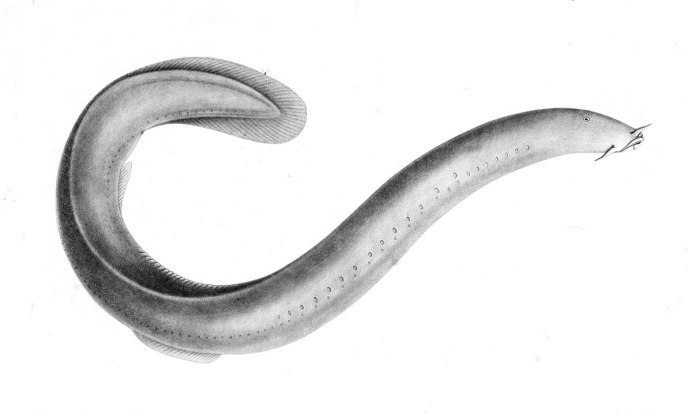 Речная минога Lampetra fluviatilis