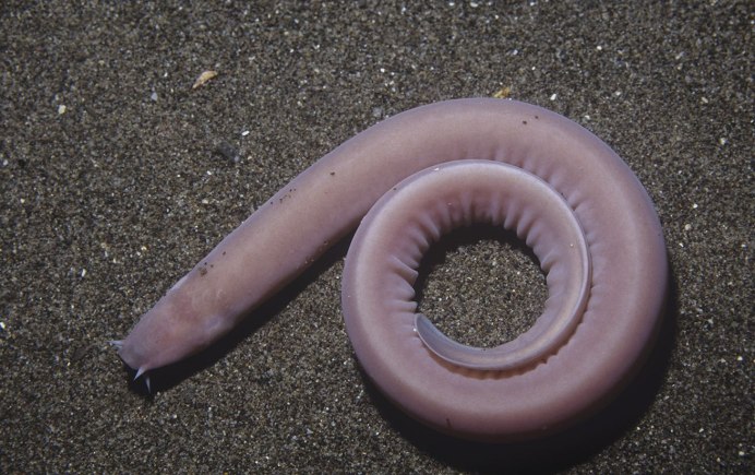 Морская минога (Petromyzon Marinus)