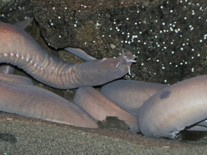 Морская минога (Petromyzon Marinus)