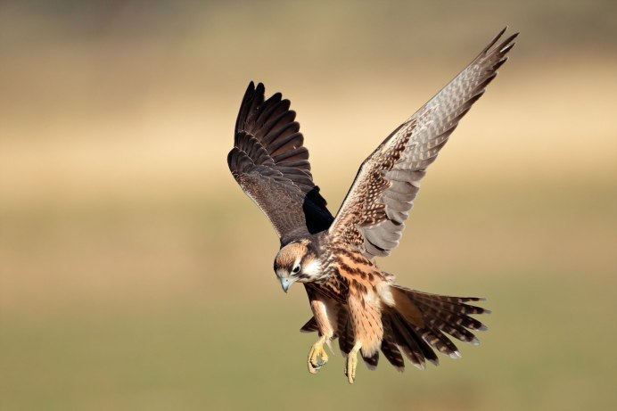 Пикирующий ястреб