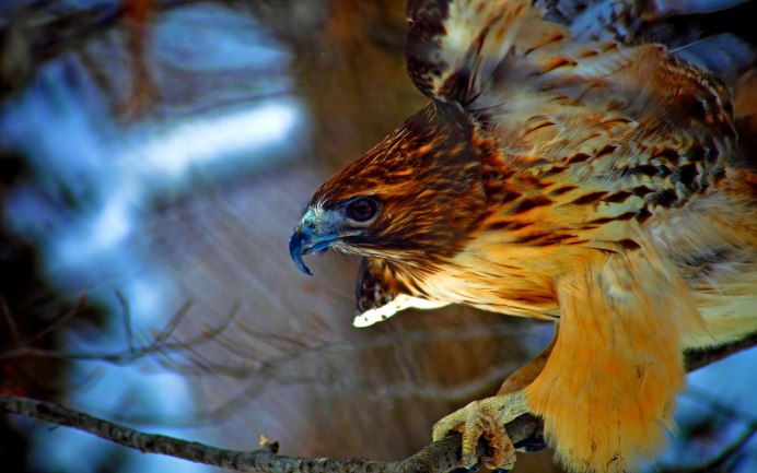 Охотничий ястреб фото