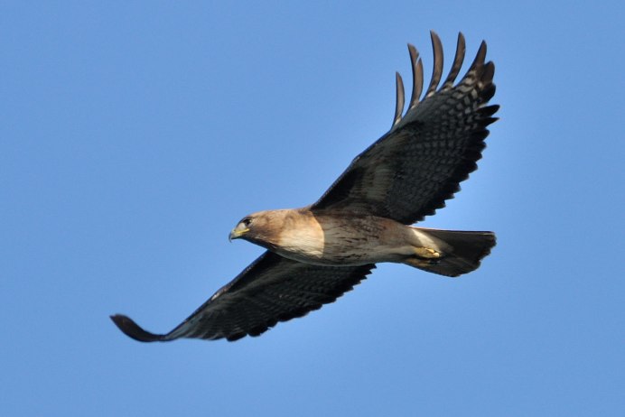 Сокол Сапсан лапы