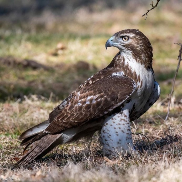 Кобчик ястреб в полете