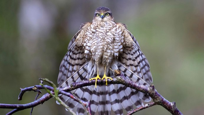 Хвост ястреба тетеревятника