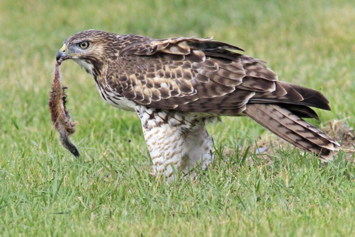 Краснохвостый канюк