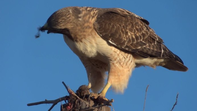 Ястреб с белыми пятнами на крыльях