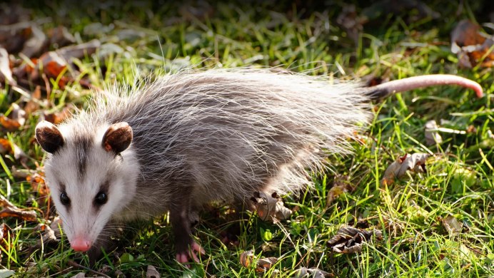 Опоссум (Didelphis virginiana)