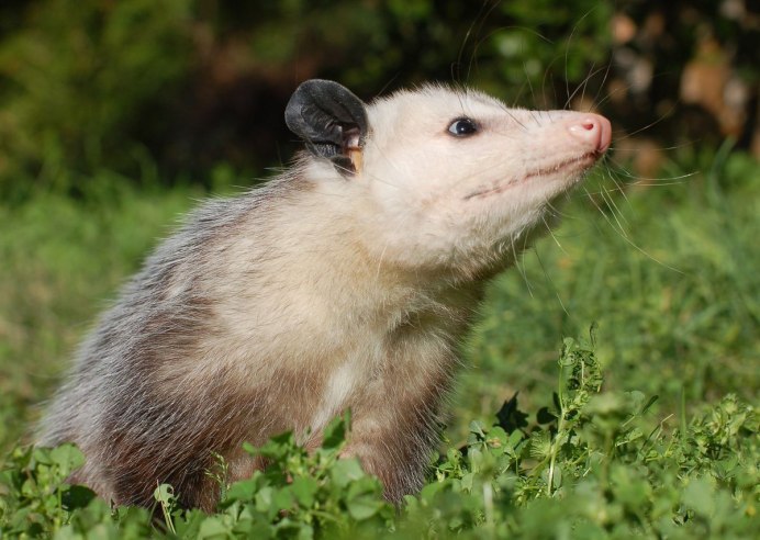 Didelphis marsupialis