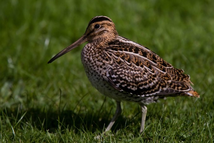 Snipe фулл