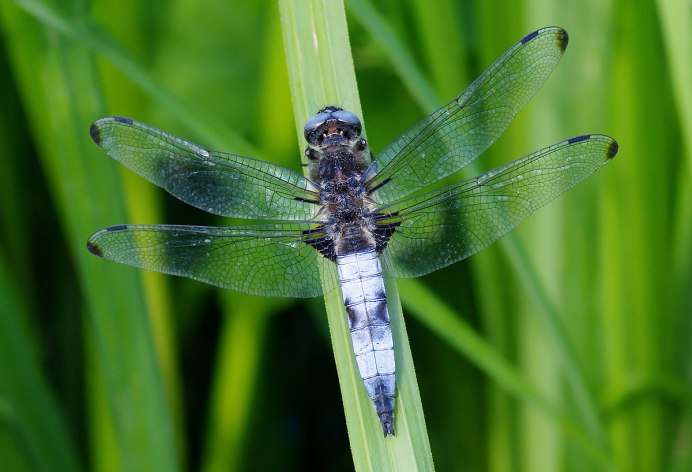 Стрекоза Libellula fulva