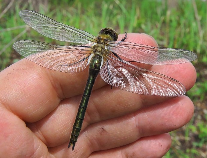 Cordulia aenea