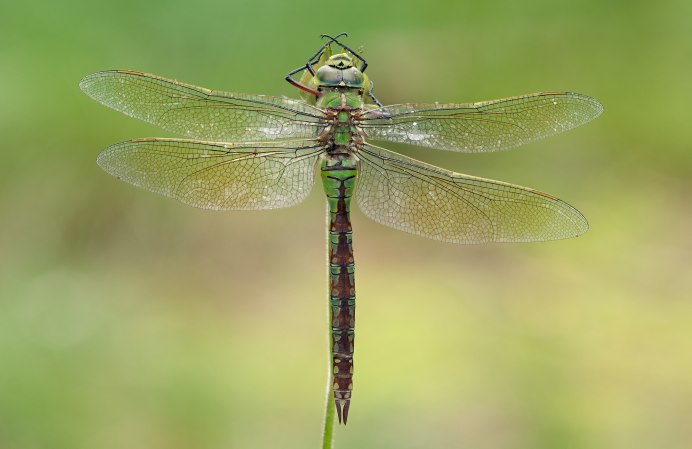 Somatochlora Metallica