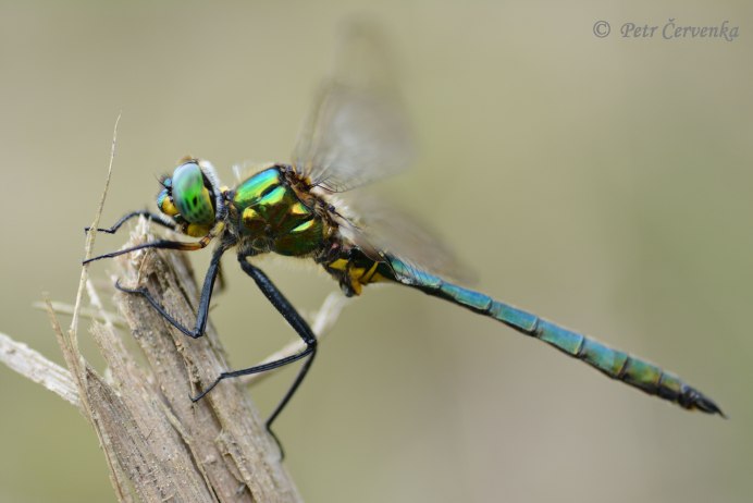 Somatochlora Metallica