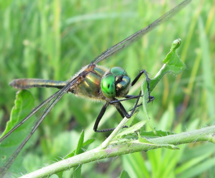 Cordulia aenea