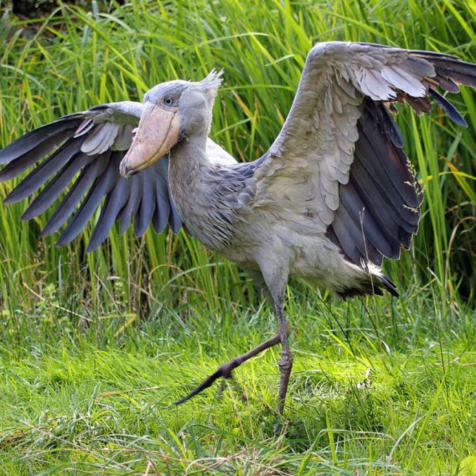 Balearica Pavonina