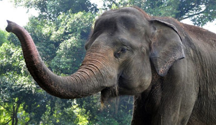 Elephas Maximus indicus