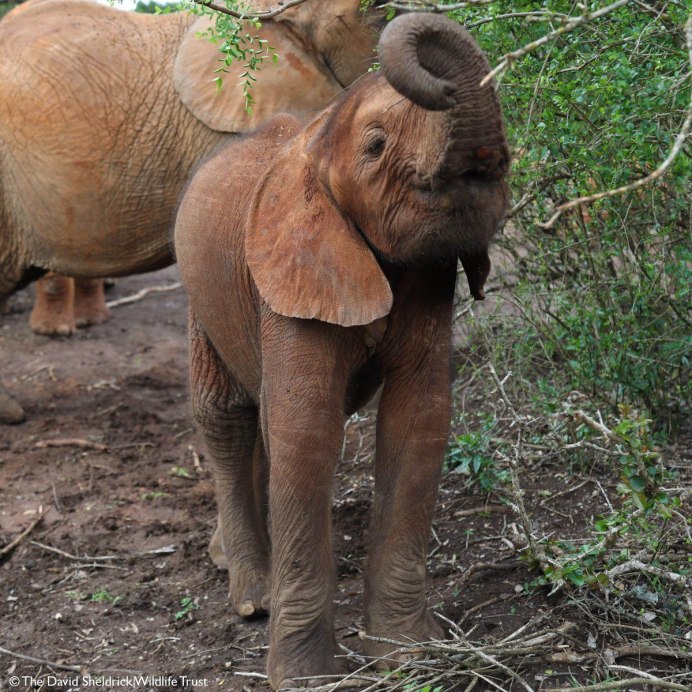 Sumatran Elephant