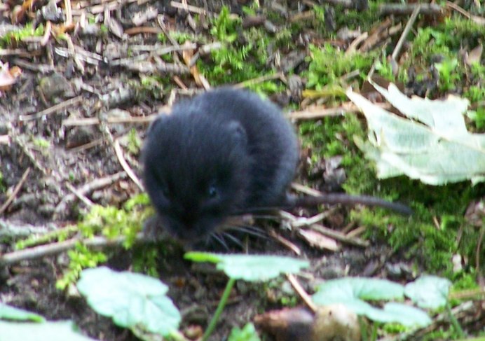 Rattus Rattus чёрная крыса