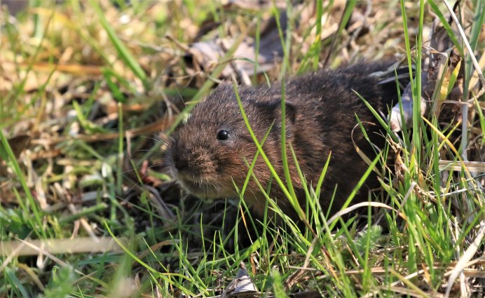 Темная полёвка – Microtus Agrestis