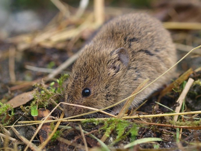 Кустарниковую полевку (Microtus Majori
