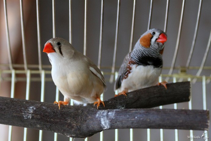 Zebra Finch птица