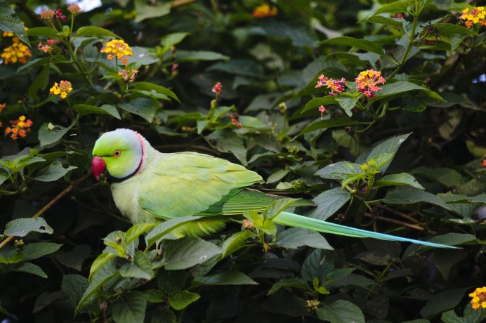 Indian ringneck