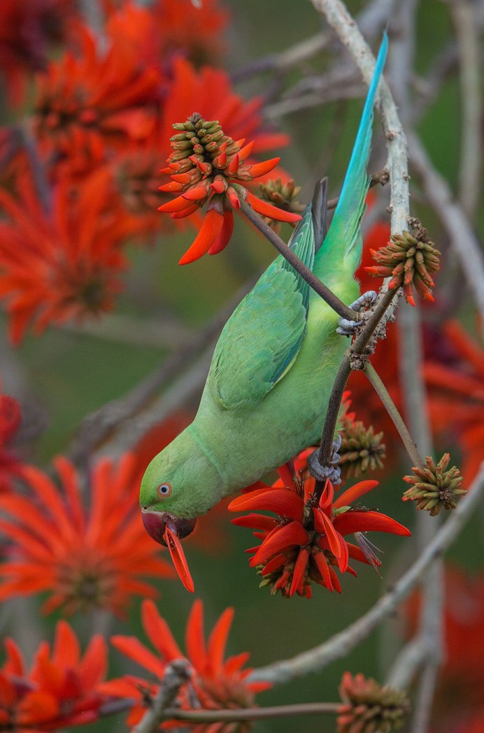 Indian ringneck попугай