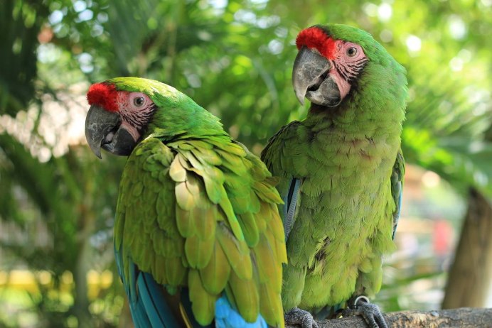 Ringneck Parrot