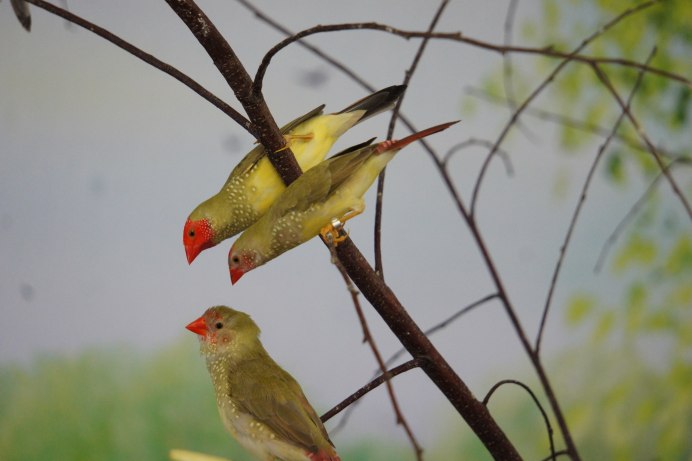 Королевская попугайная амадина