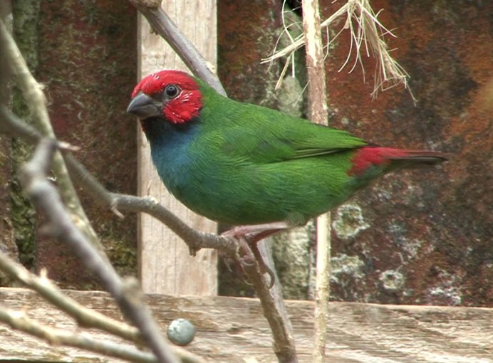 Попугайная амадина фото на ветке сидит