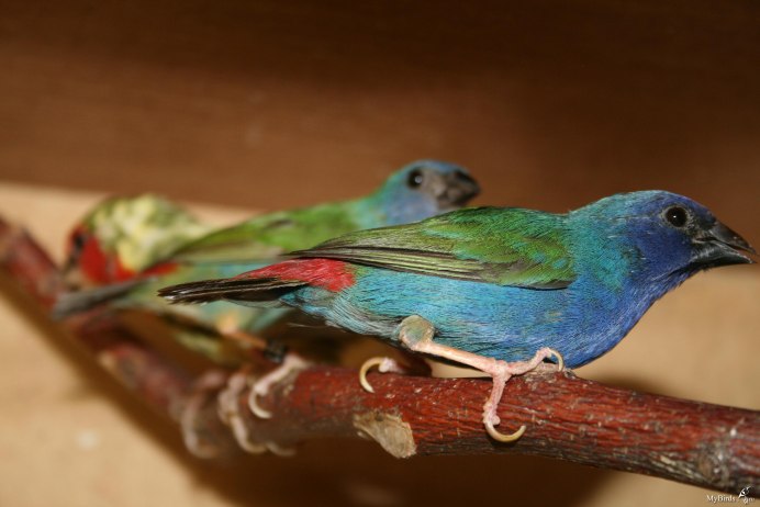 Амадины Гульда Попугайные