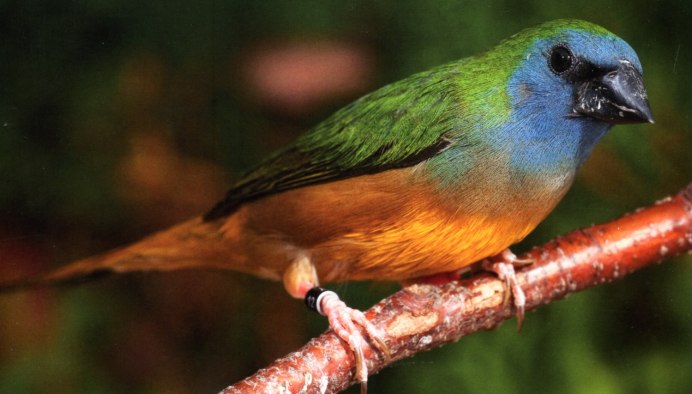 Острохвостая амадина