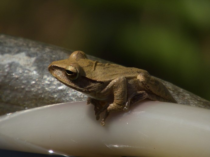 Малоазиатская лягушка