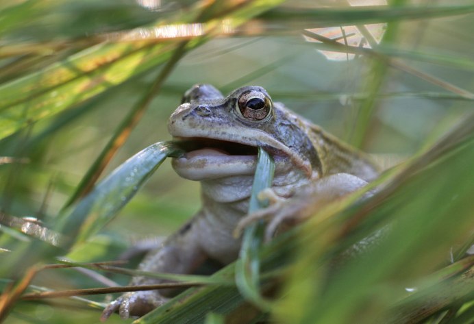 Жаба Бломберга