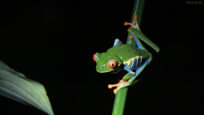 Лягушка это рептилия